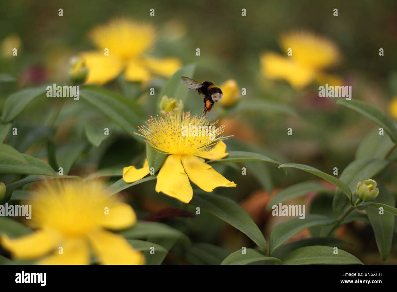 Bumble bee visiting the yellow flowers of Rose of Sharon / Aaron's beard / St John's Wort Stock