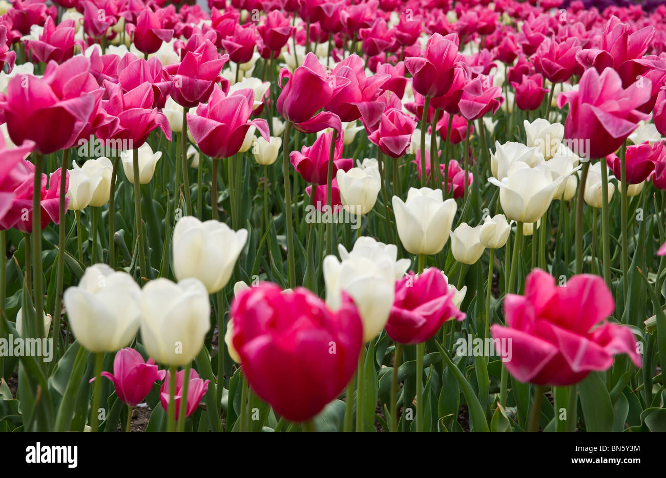 A field of blooming colorful tulips in Holland Michigan Stock Photo Alamy