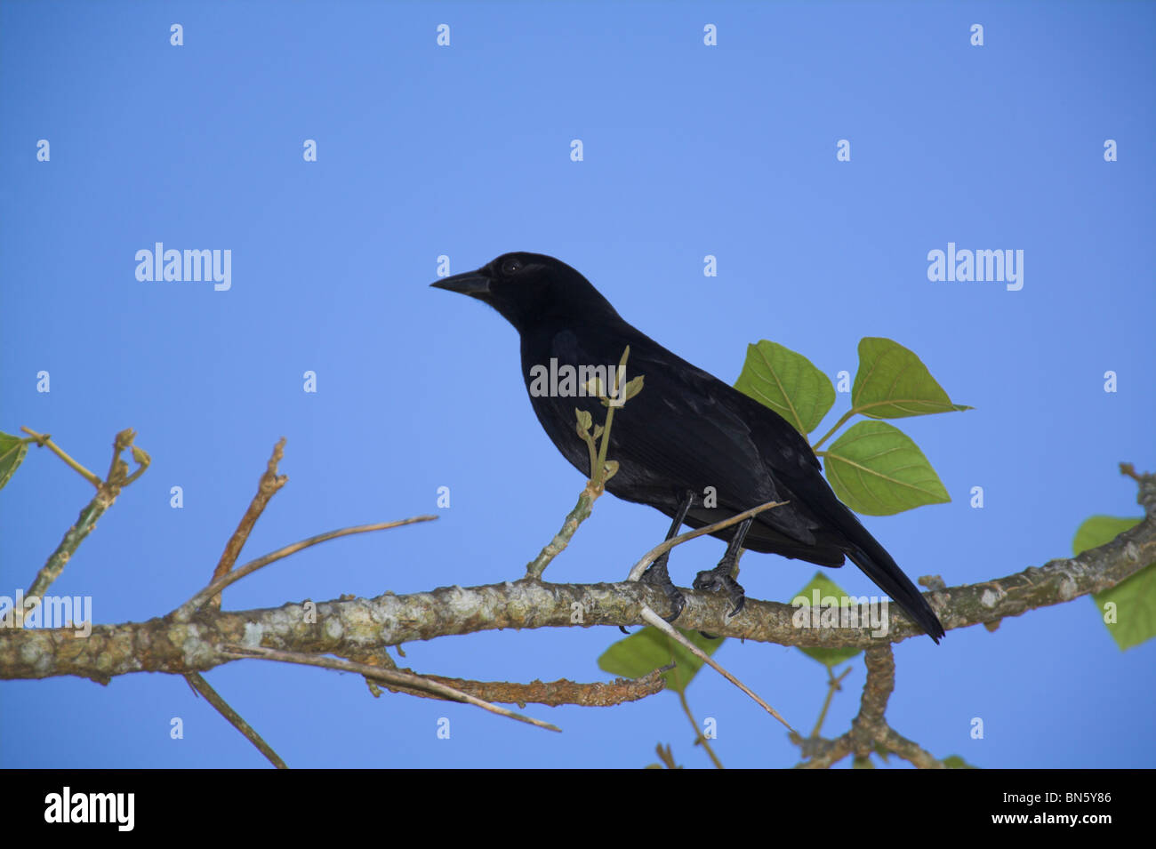 Cuban Blackbird Dives atroviolacea perched on branch at La Boca, Republic of Cuba in March. Stock Photo