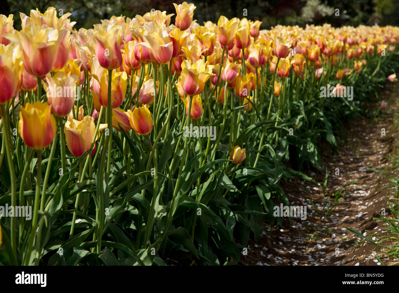 Blushing Beauty Tulip High Resolution Stock Photography And Images Alamy