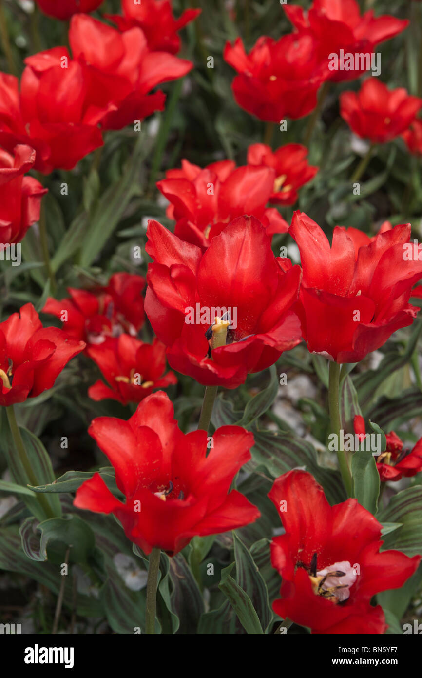 Bed of flowers Red Riding Hood tulips blooming in Holland Michigan