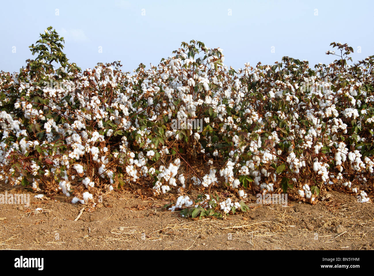 Agriculture Cotton Field Fields High Resolution Stock Photography and ...