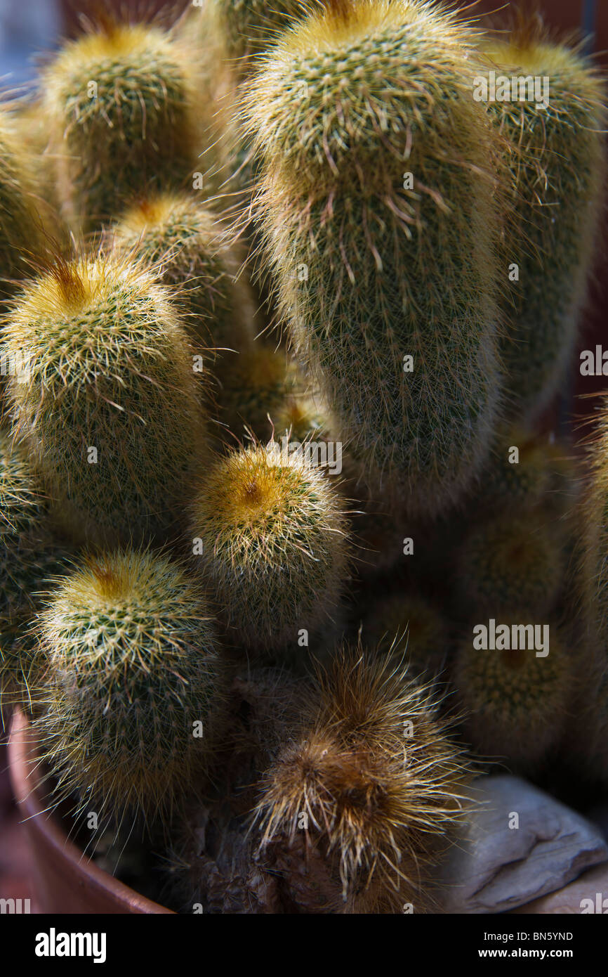 Succulents cactus Cleistocactus strausii Silver torch Wooly torch flower in pots close-up top view from above nobody hi-res Stock Photo