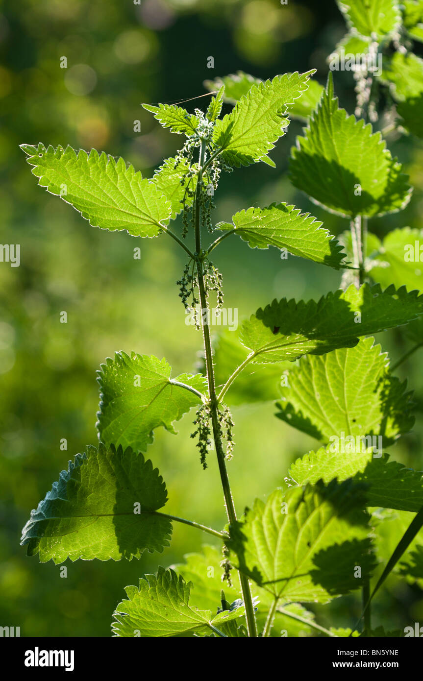 Flowering common stinging nettle (Urtica dioica Stock Photo - Alamy
