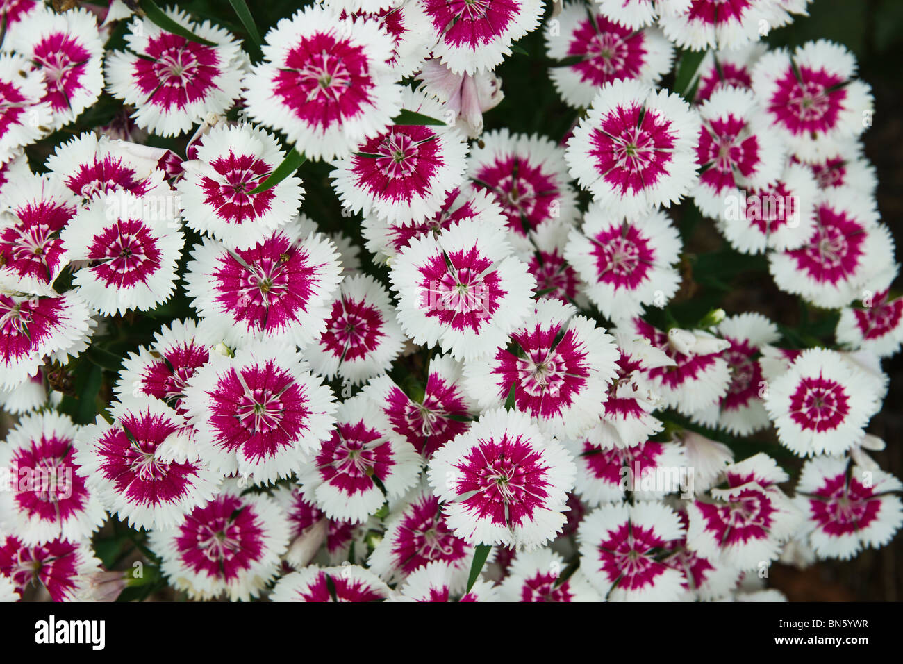 Cheddar Pink Carnations Dianthus gratianopolitanus the flowers pictures images overhead from above large high resolution horizontal in USA US hi-res Stock Photo