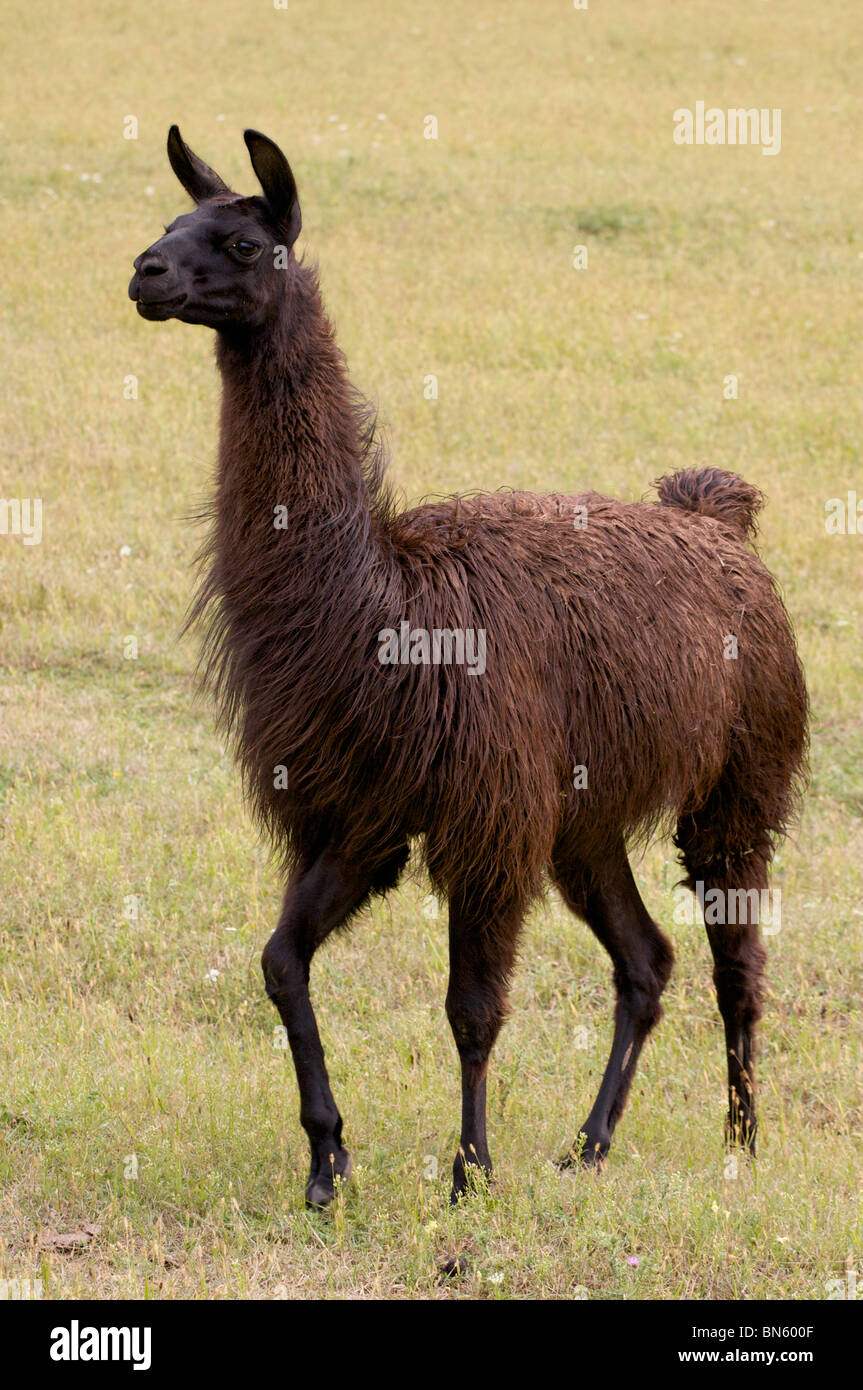 Black llama hi-res stock photography and images - Alamy
