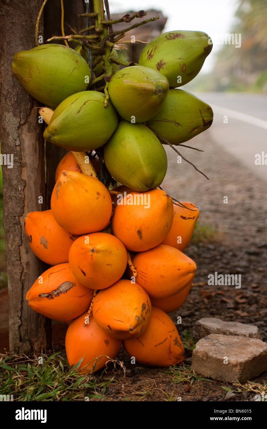 King coconut hires stock photography and images Alamy