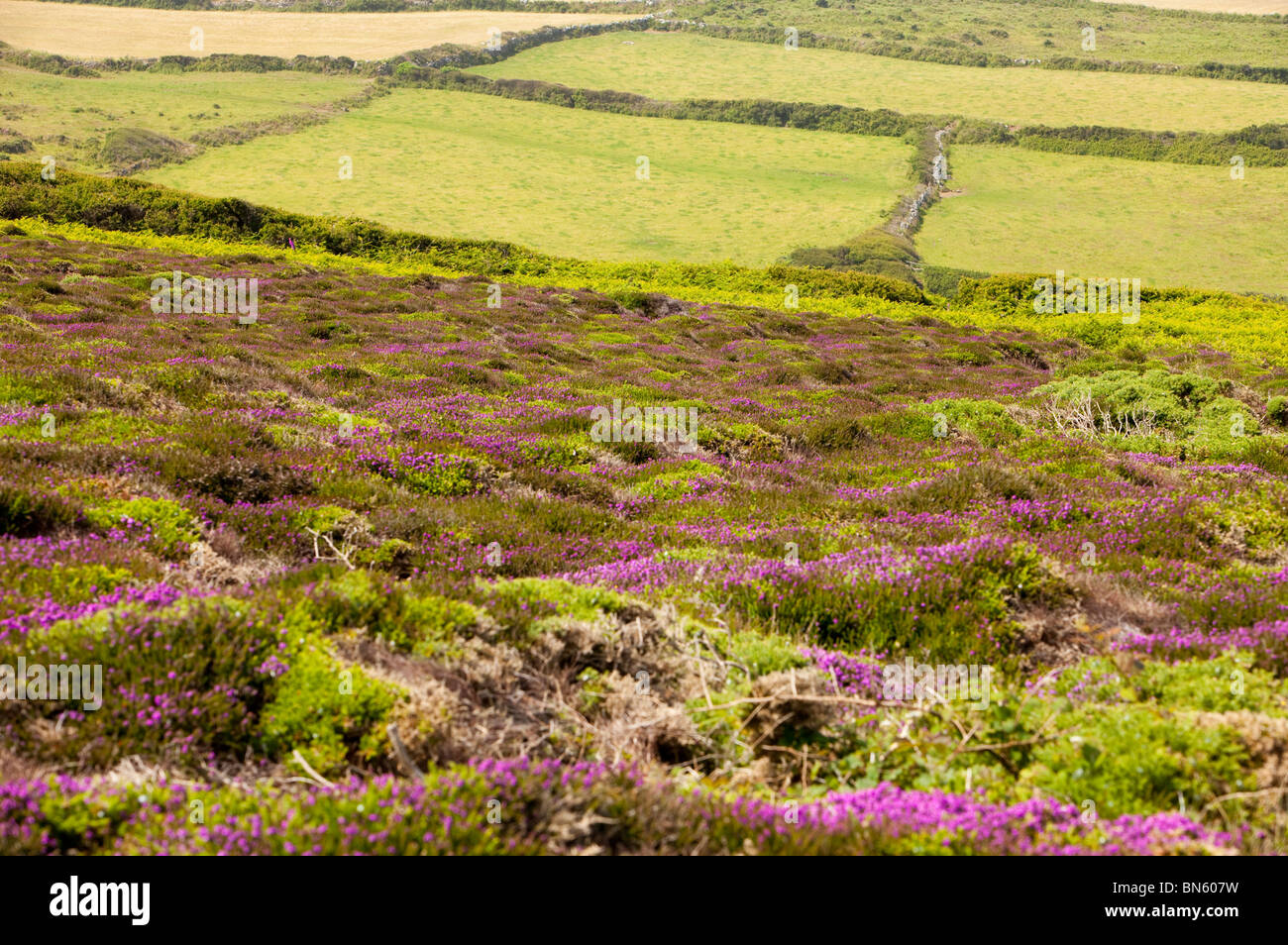 Ancient field boundaries on the Cornish coast near St Ives, UK. Stock Photo