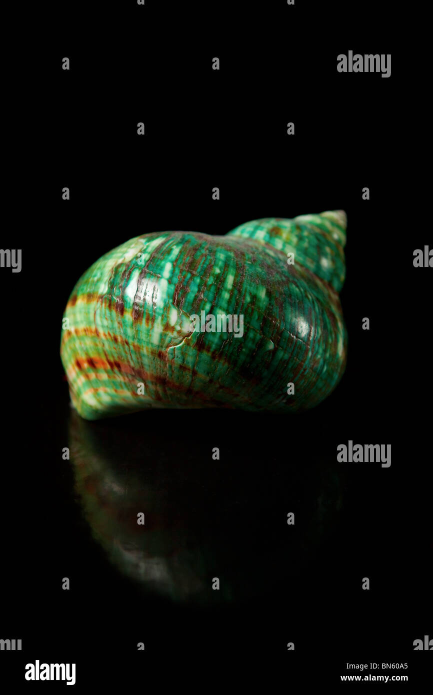 Shell With Green Color Green shell with reflection Stock Photo - Alamy