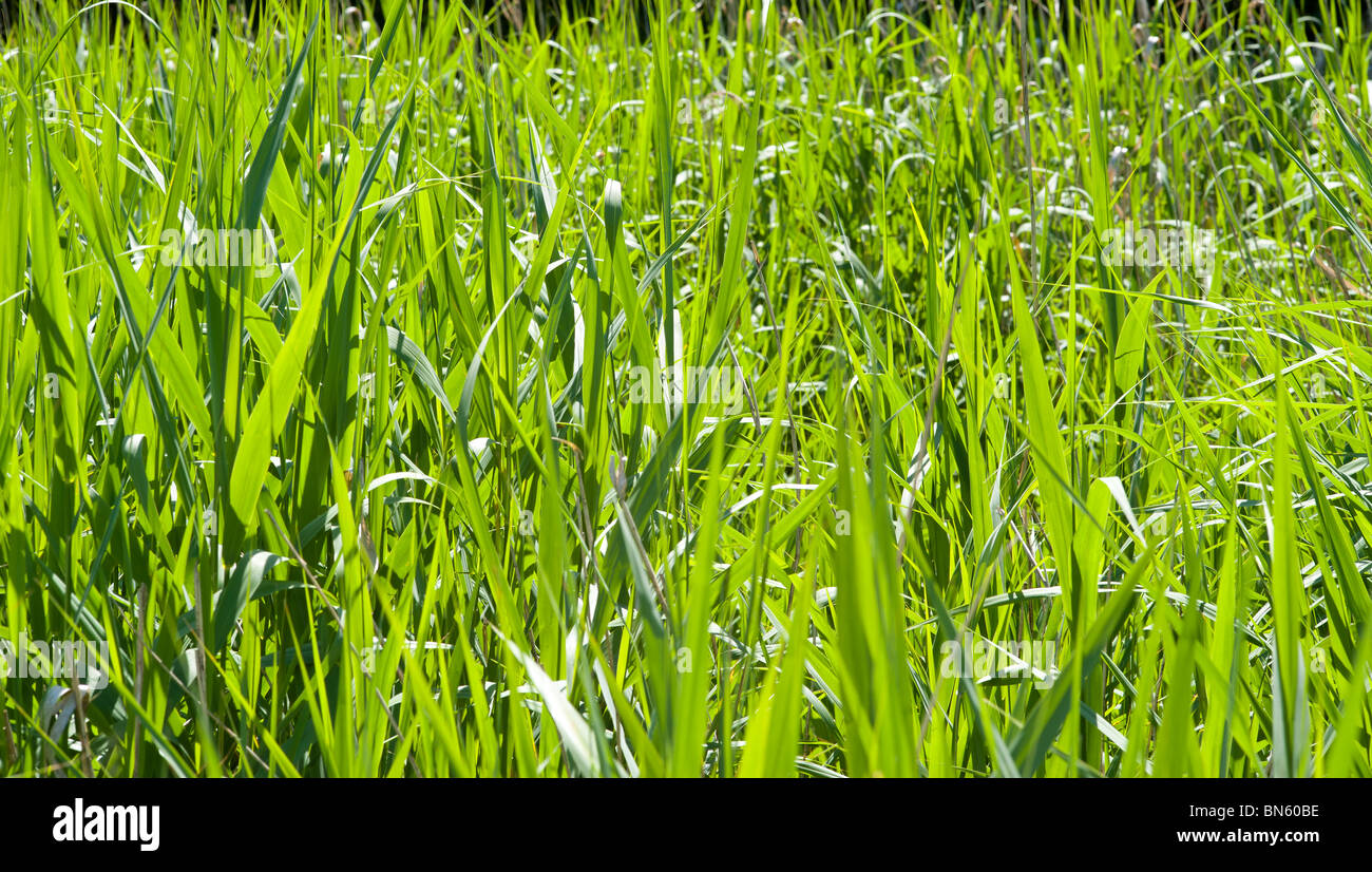 Reeds in bright sunshine Stock Photo - Alamy