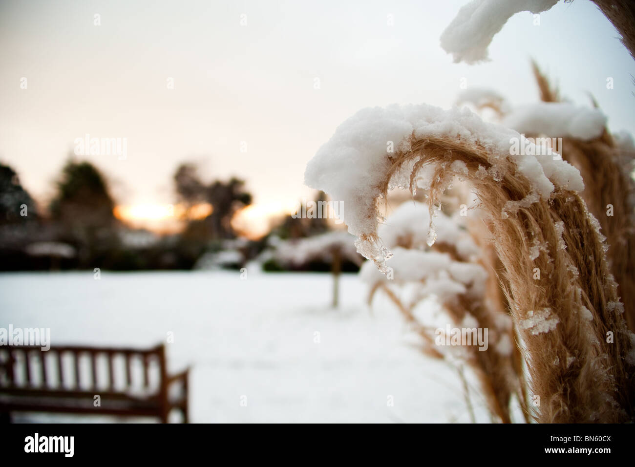 Rushes capped by snow against sunset Stock Photo