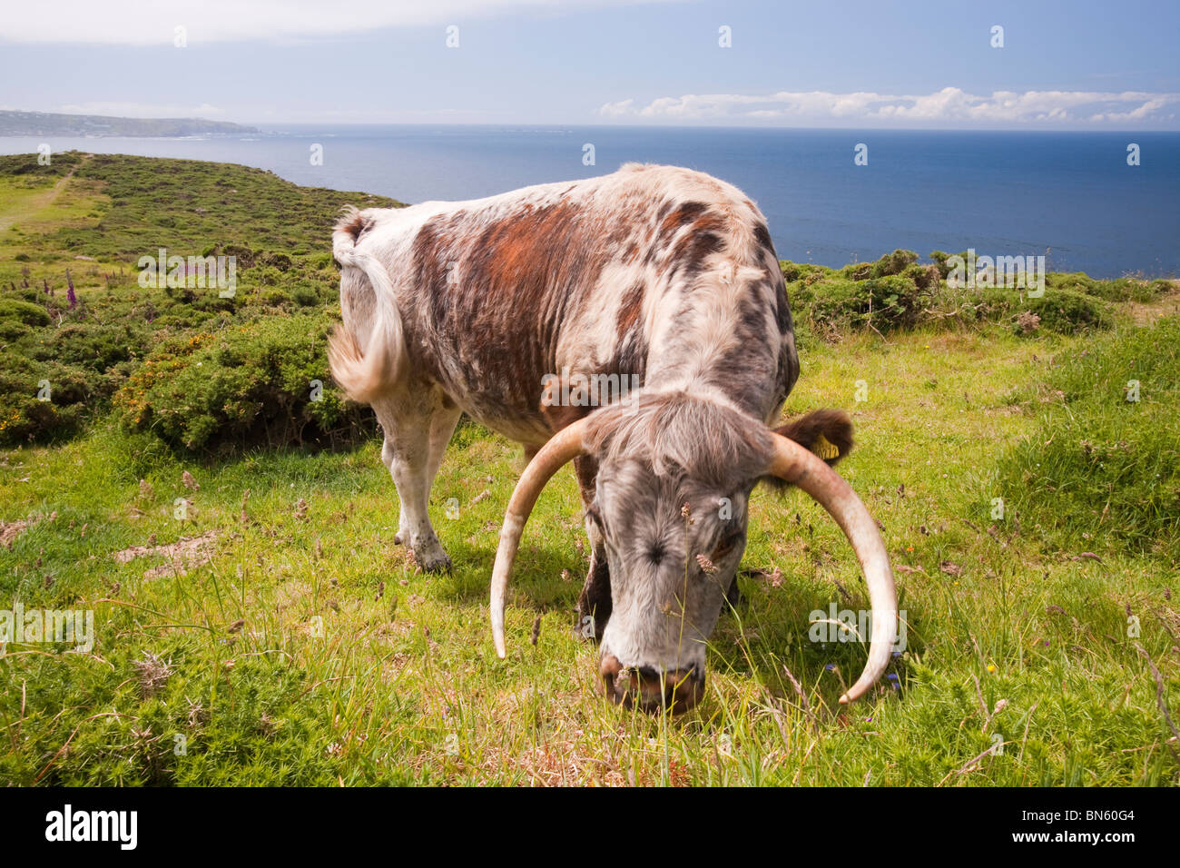 English long Horn cattle being used for conservation grazing to improve the habitat on the Cornish coast near Sennen, Stock Photo