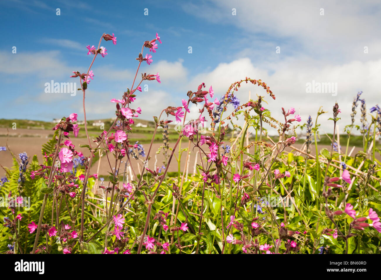 Wild flowers including Red Campion growing in a Cornish hedgerow near St Just, UK Stock Photo