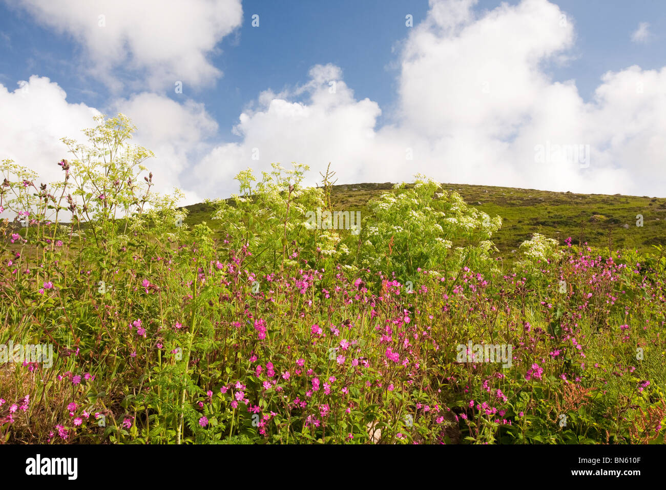 Wild flowers including Red Campion growing in a Cornish hedgerow near St Just, UK Stock Photo