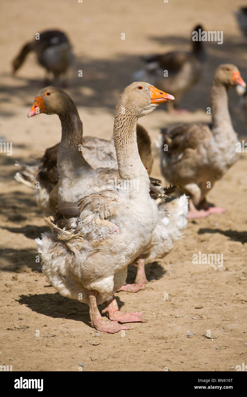 Perigord Geese, Dordogne, Aquitaine, France Stock Photo Alamy