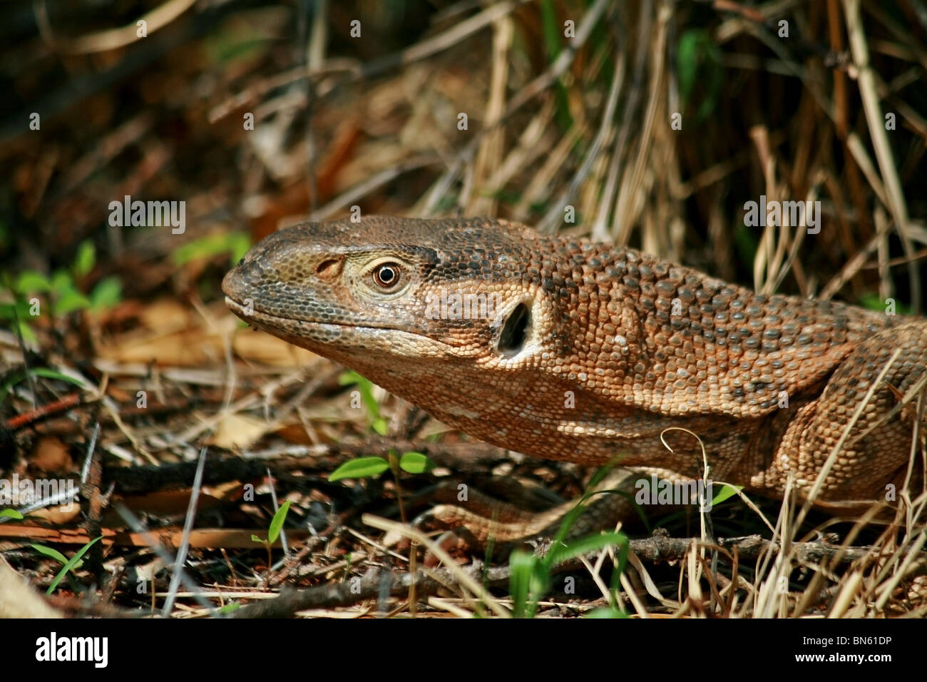 A Monitor Lizard Close up shot. Picture taken in Samburu National Reserve, Kenya, Africa Stock Photo