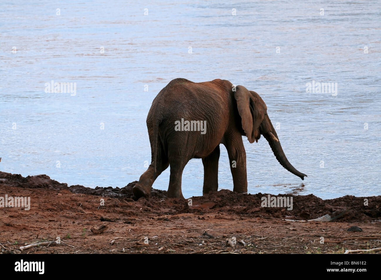 Elephant drinking water from Uaso Nyiro River Samburu National Reserve, Kenya Africa Stock Photo