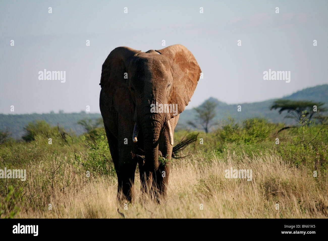 Elephant standing in the grasslands of Samburu National Reserve, Kenya Africa Stock Photo
