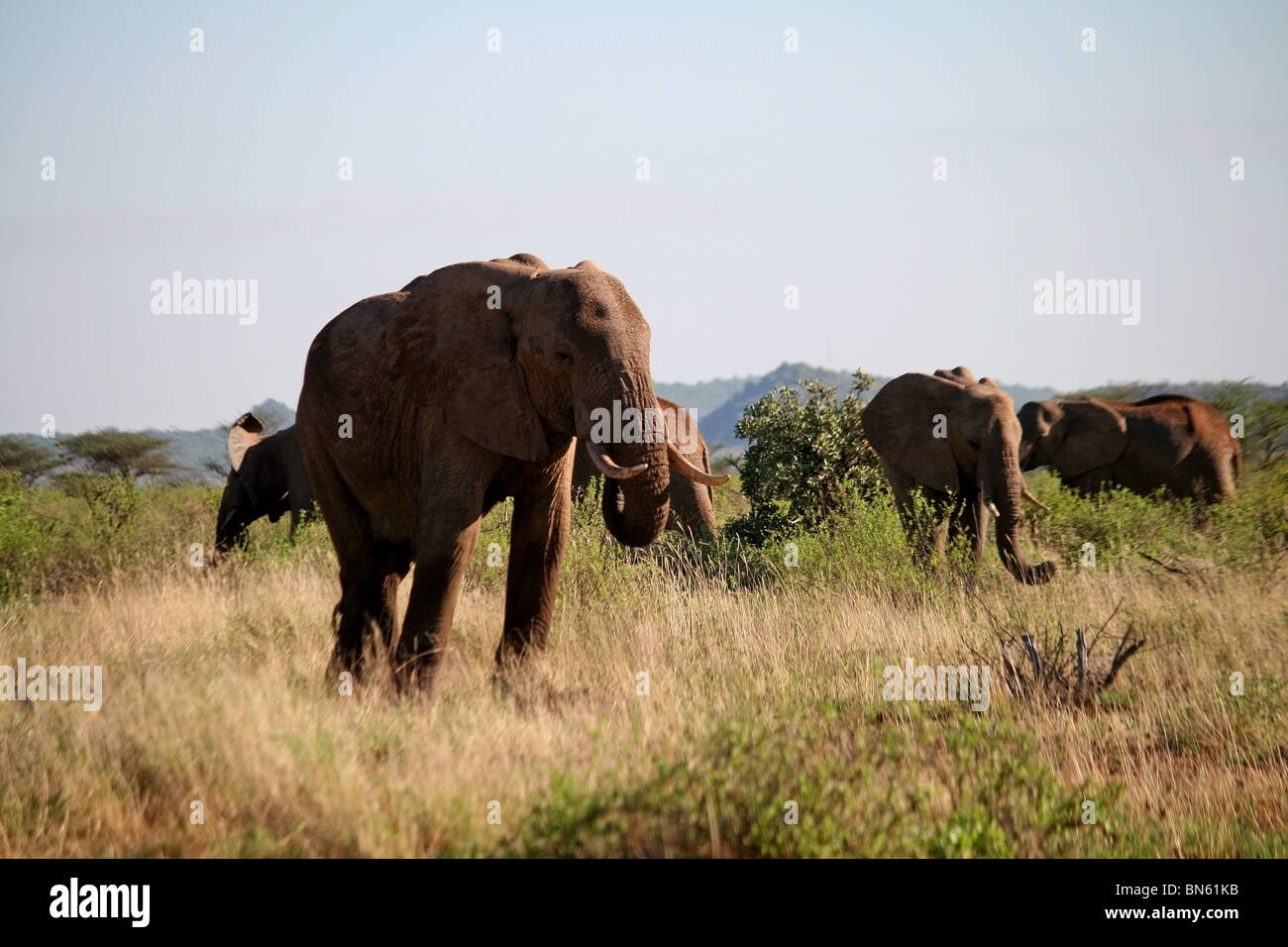 Elephants standing in the grasslands of Samburu National Reserve, Kenya Africa Stock Photo