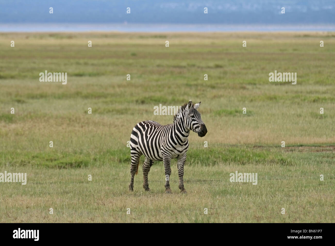 Plains Zebra portrait shot taken in Lake Nakuru National Reserve, Kenya