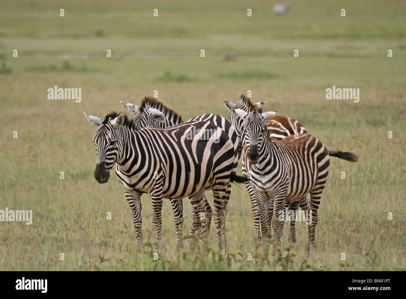 Group zebras standing in hi-res stock photography and images - Alamy