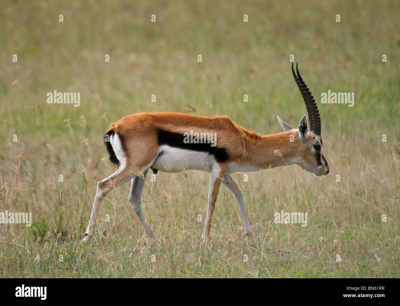 Graceful gazelle hi-res stock photography and images - Alamy