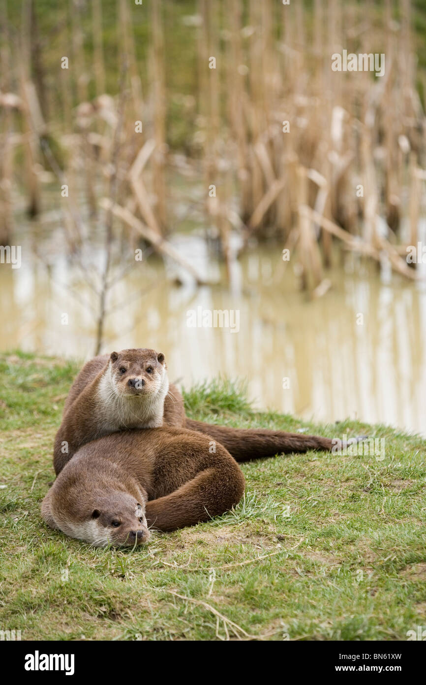 Eurasian Otter (Lutra lutra). Pair. Relaxing on bank side. Stock Photo