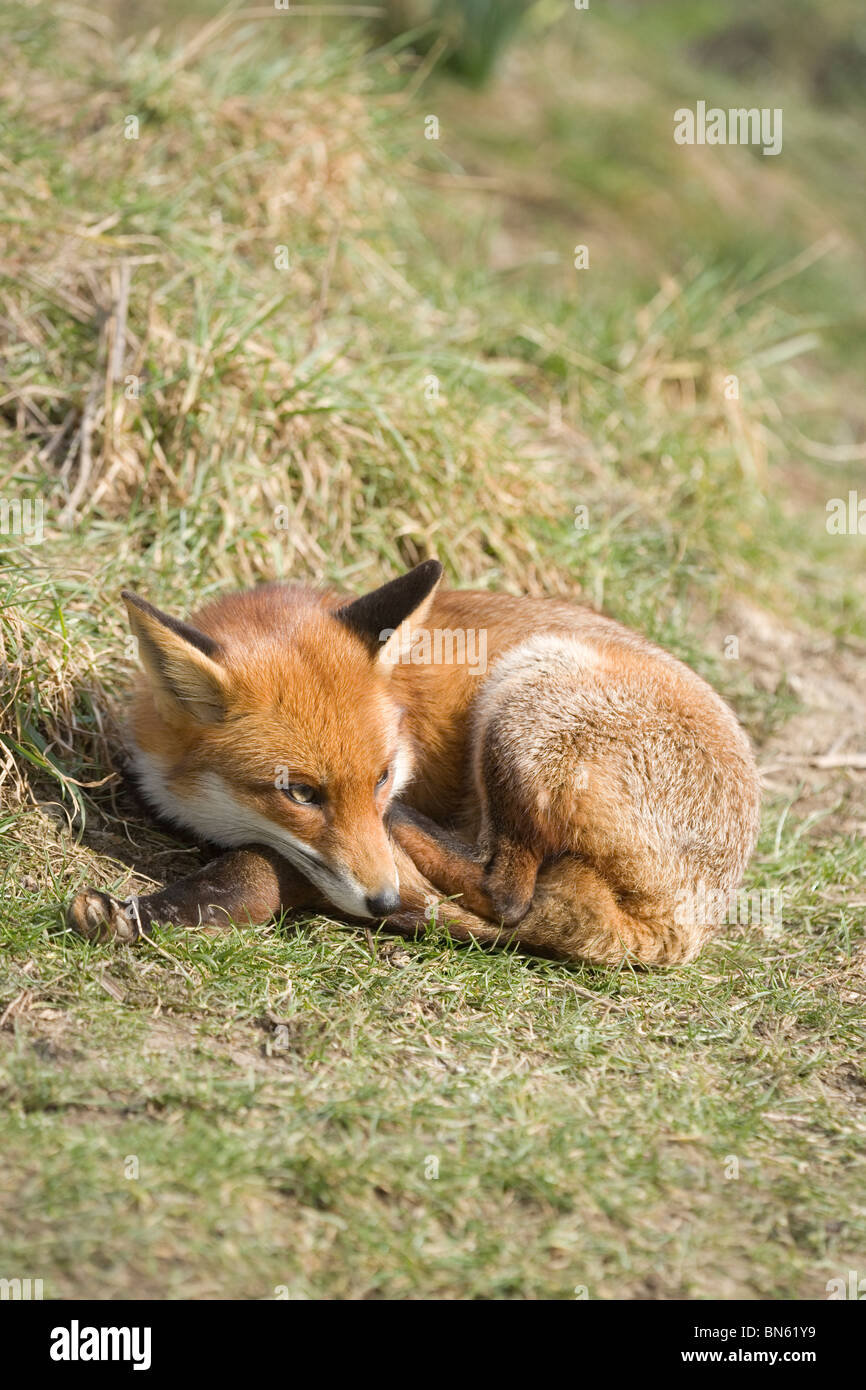 Red Fox (Vulpes vulpes). Sleeping, 'cat napping', in broad daylight in the open. Stock Photo