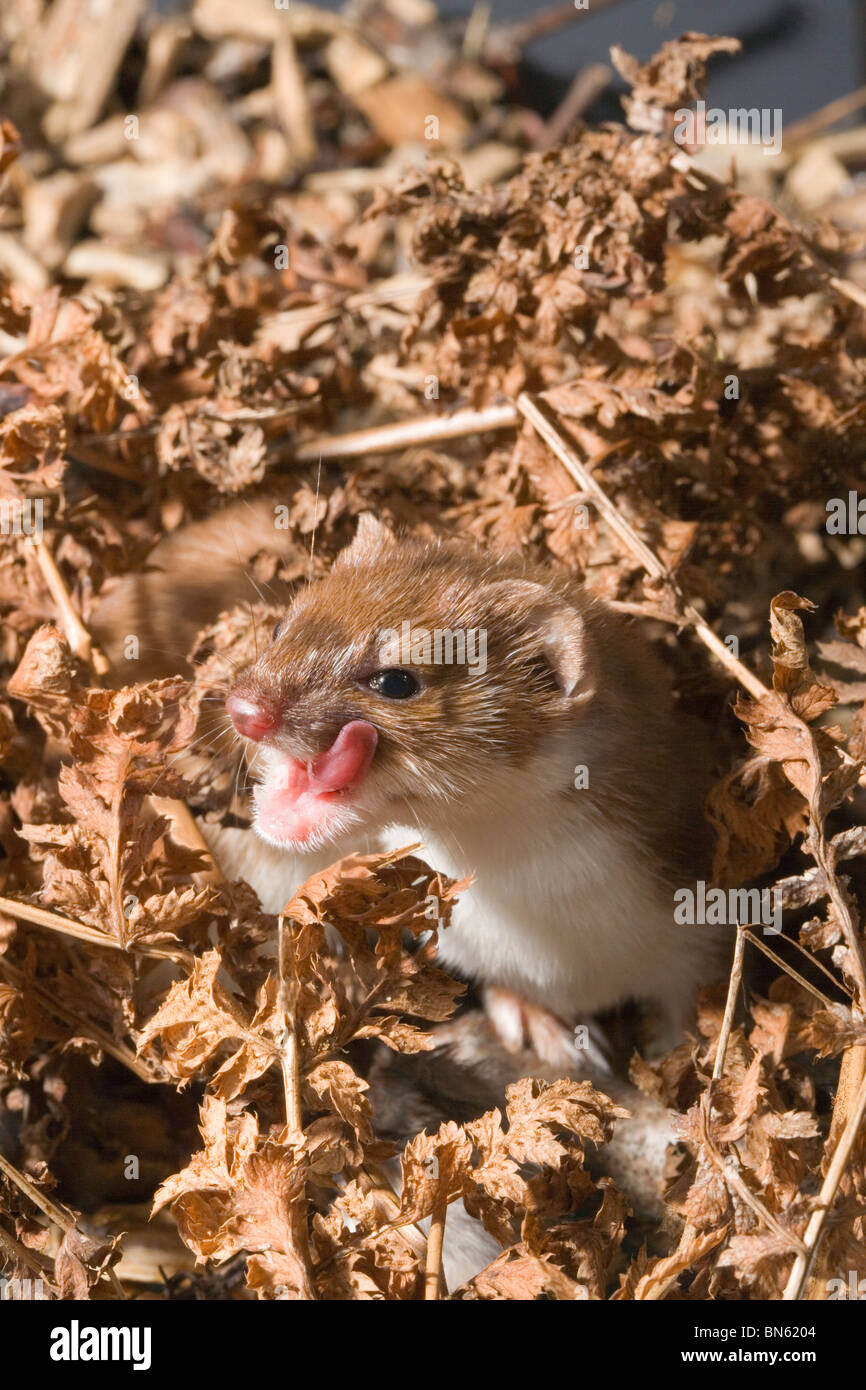 Weasel (Mustela nivalis), licking its lips! Stock Photo