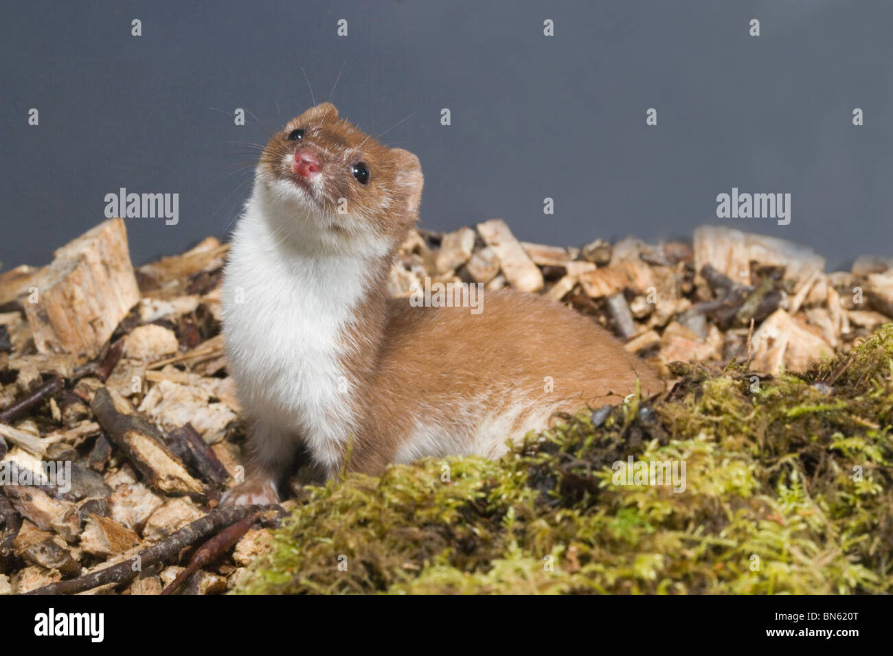Least Weasel (Mustela nivalis). Stock Photo