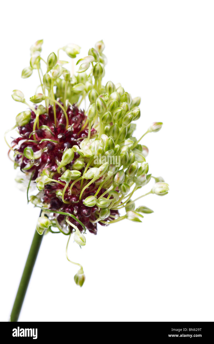 Allium vineale 'Hair' on white background Stock Photo