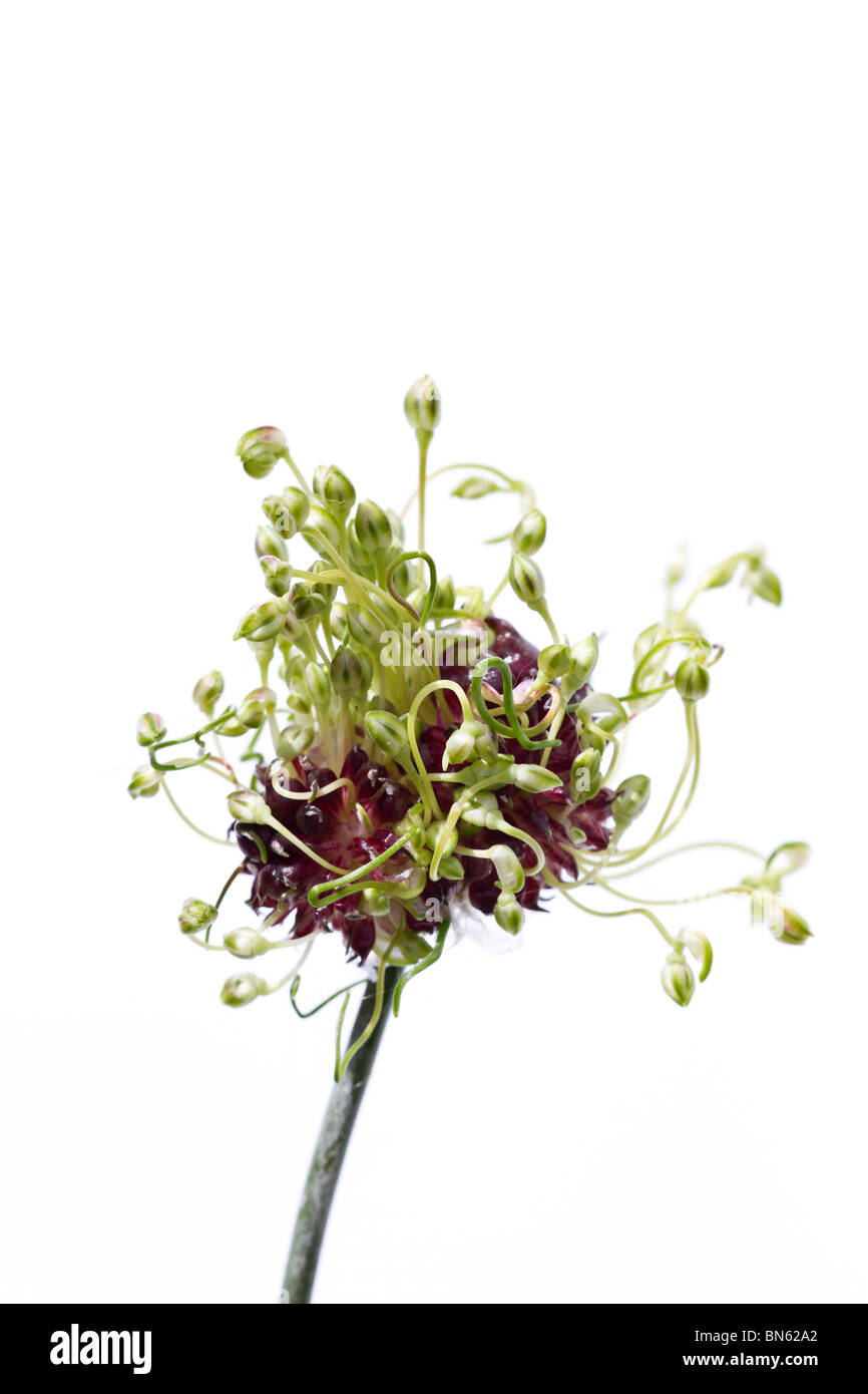 Allium vineale Hair on white background Stock Photo