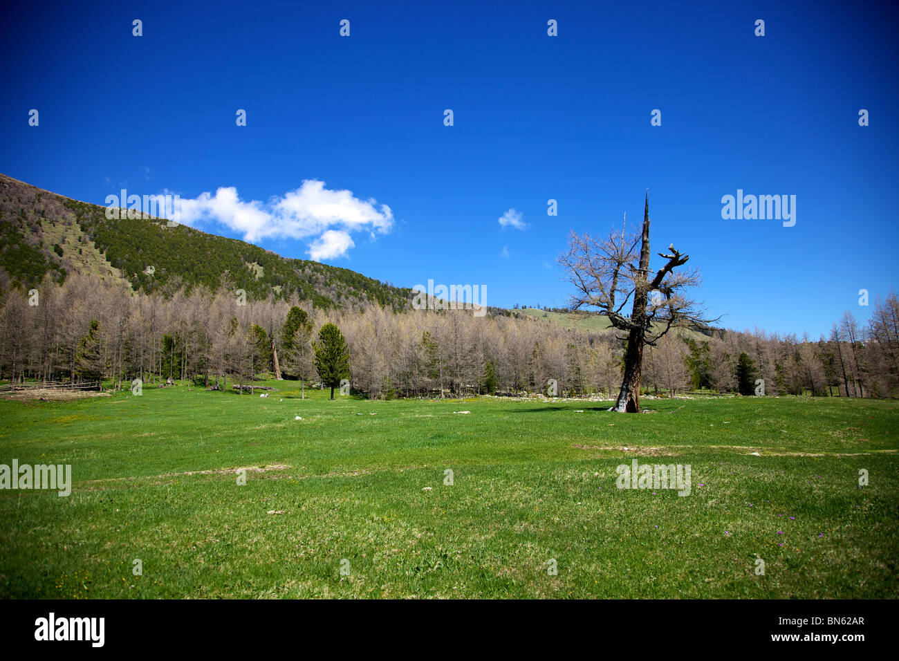 Katon karagai hires stock photography and images Alamy