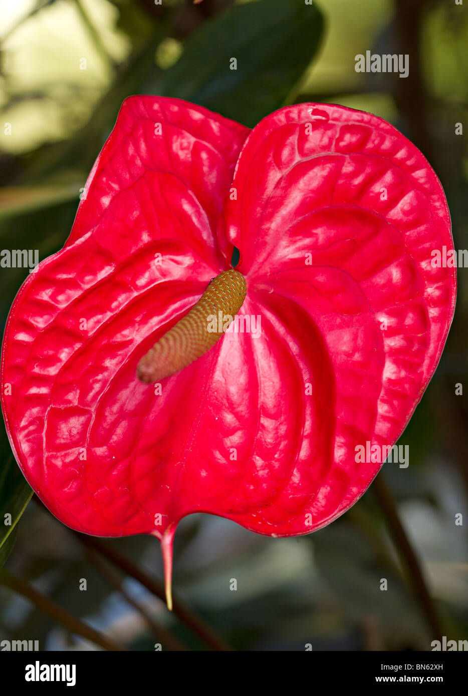 A single large red Anthurium flower Stock Photo