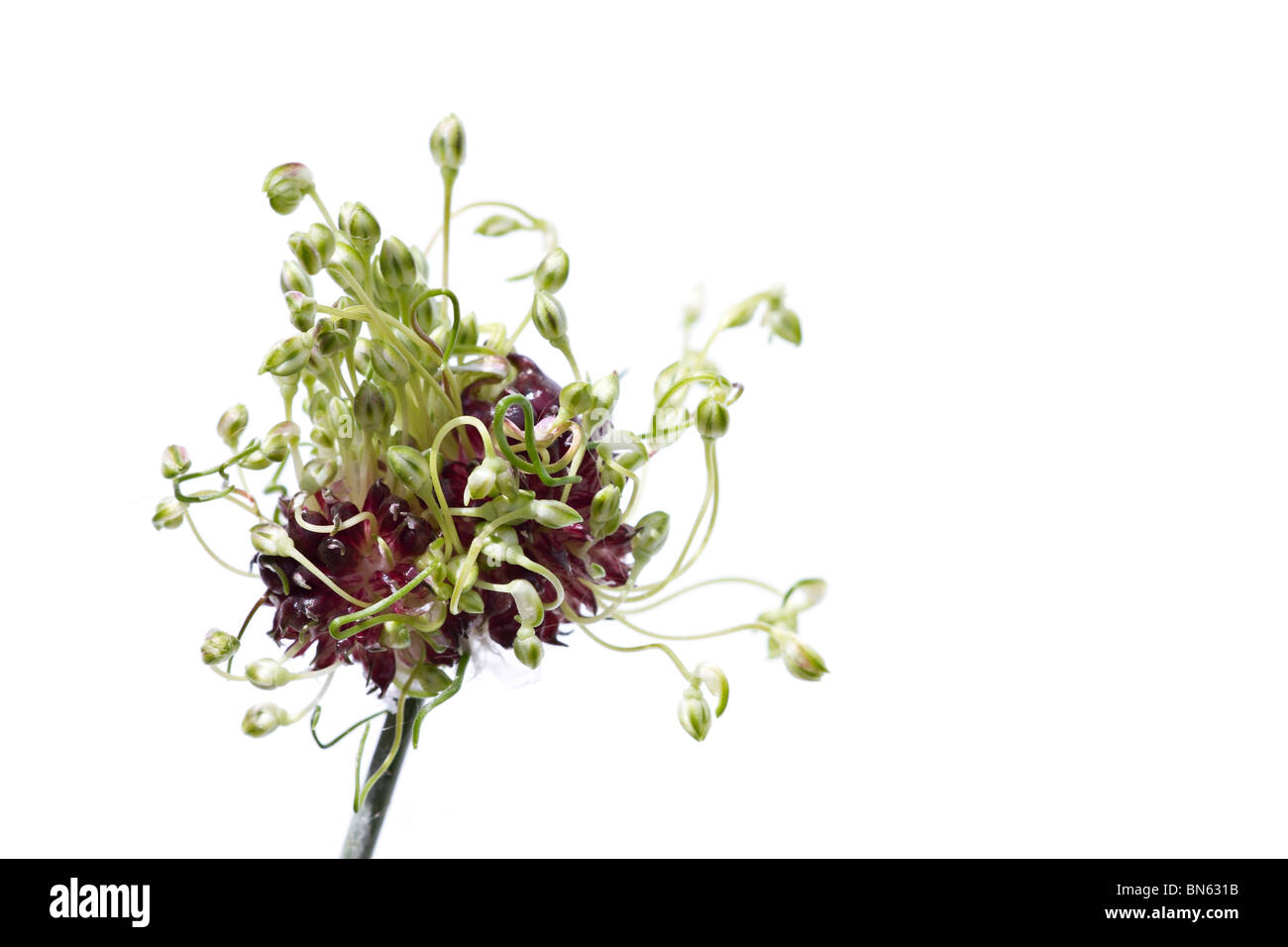 Allium vineale Hair on white background Stock Photo