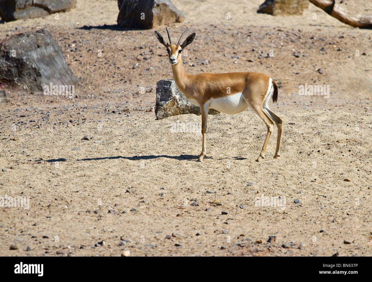Pregnant Dorcas Gazelle (Gazella dorcas) looking at the camera (captive). Stock Photo