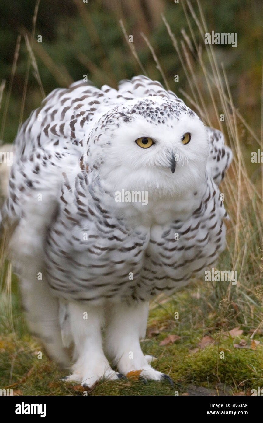 Snowy owl (Nyctea scandiaca Stock Photo - Alamy