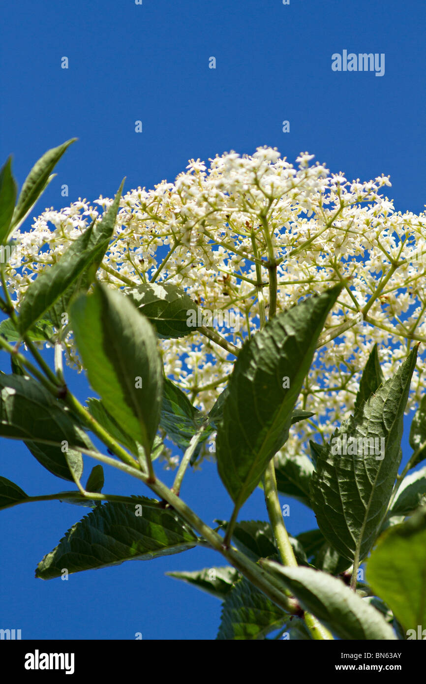 Clusters of Whitebeam tree (Sorbus aria) blossom against a cloudless blue sky Stock Photo