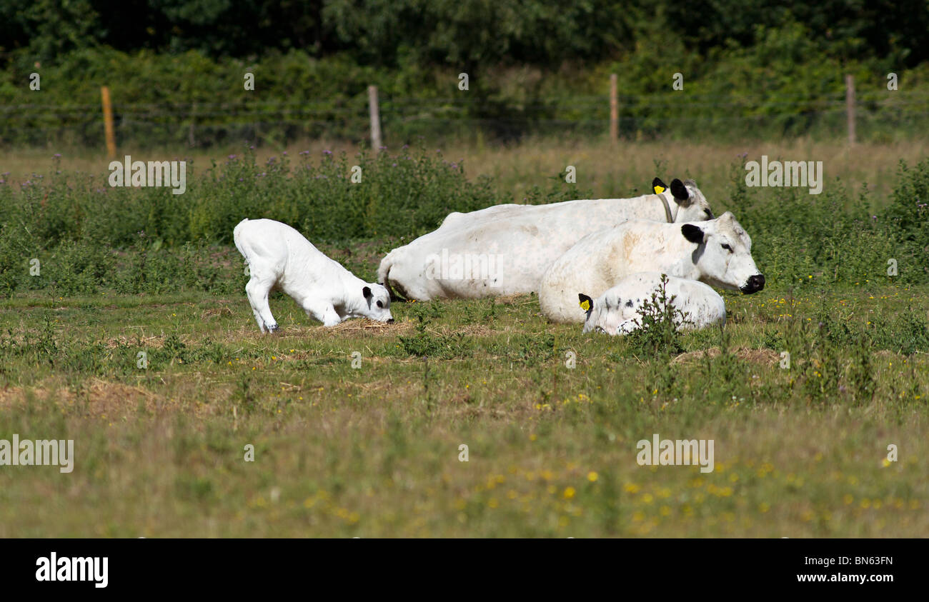 British White calf about to lie down Stock Photo
