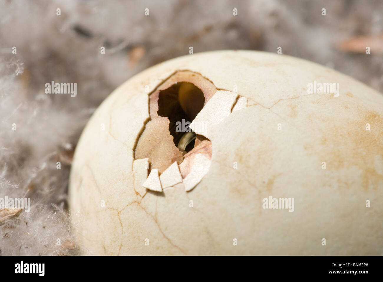 Seven eggs egg incubation hi-res stock photography and images - Alamy