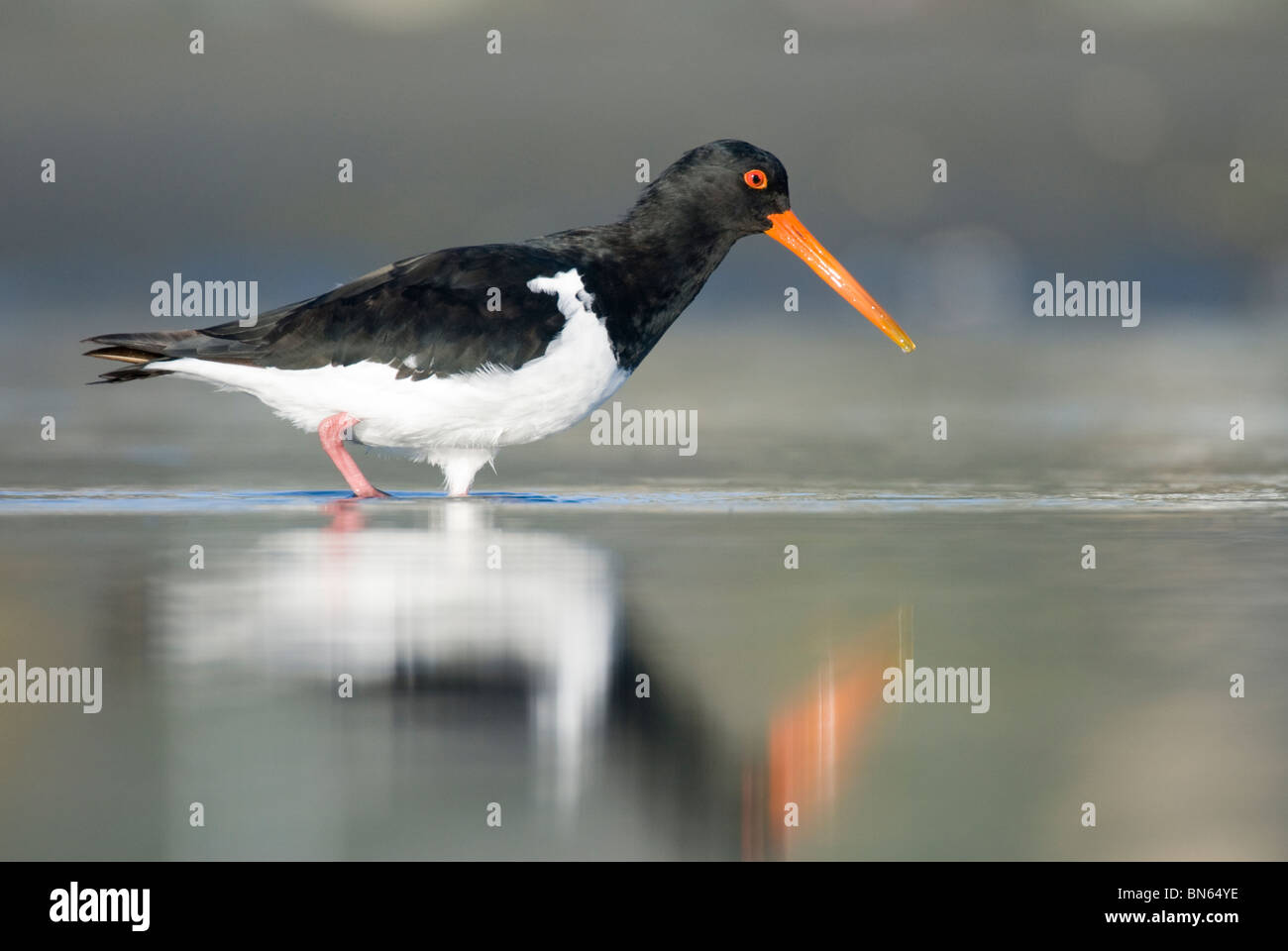 Pied oystercatcher, Haematopus longirostris, Christchurch, New Zealand Stock Photo