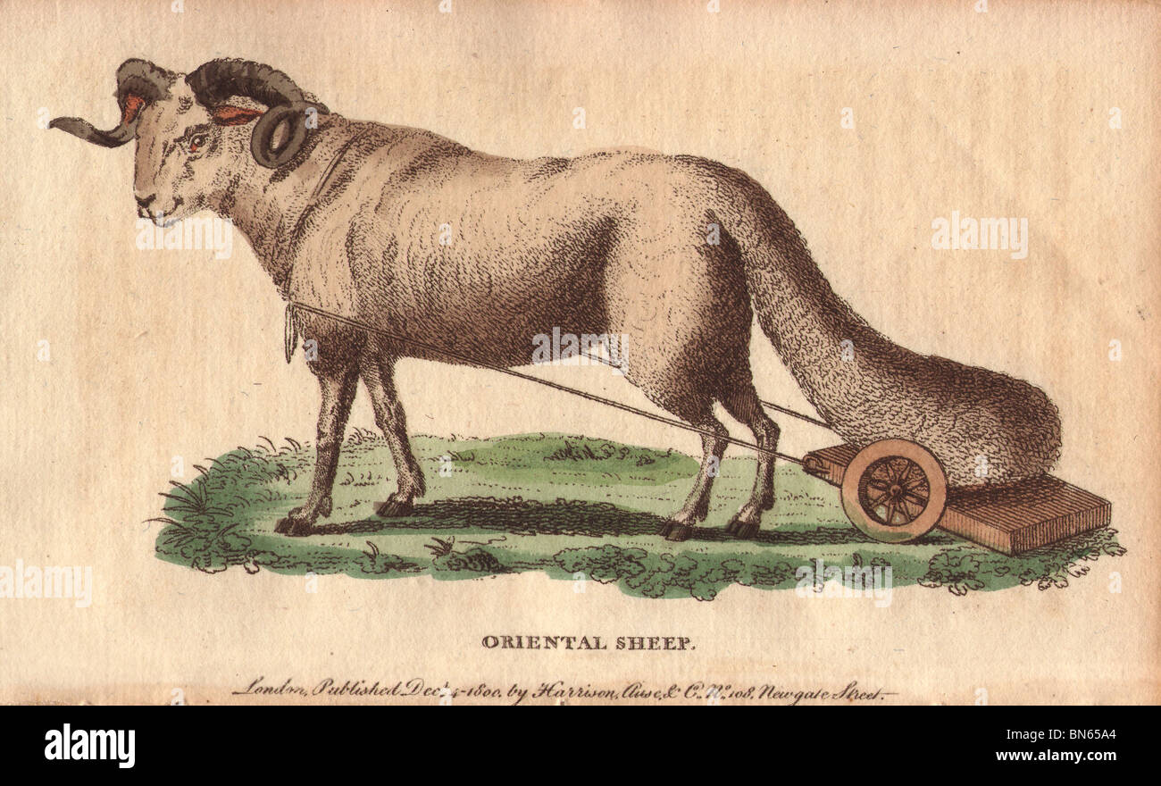 Oriental sheep or broad-tailed sheep with its large tail carried on a wheeled carriage.  Ovis orientalis laticaudata Stock Photo
