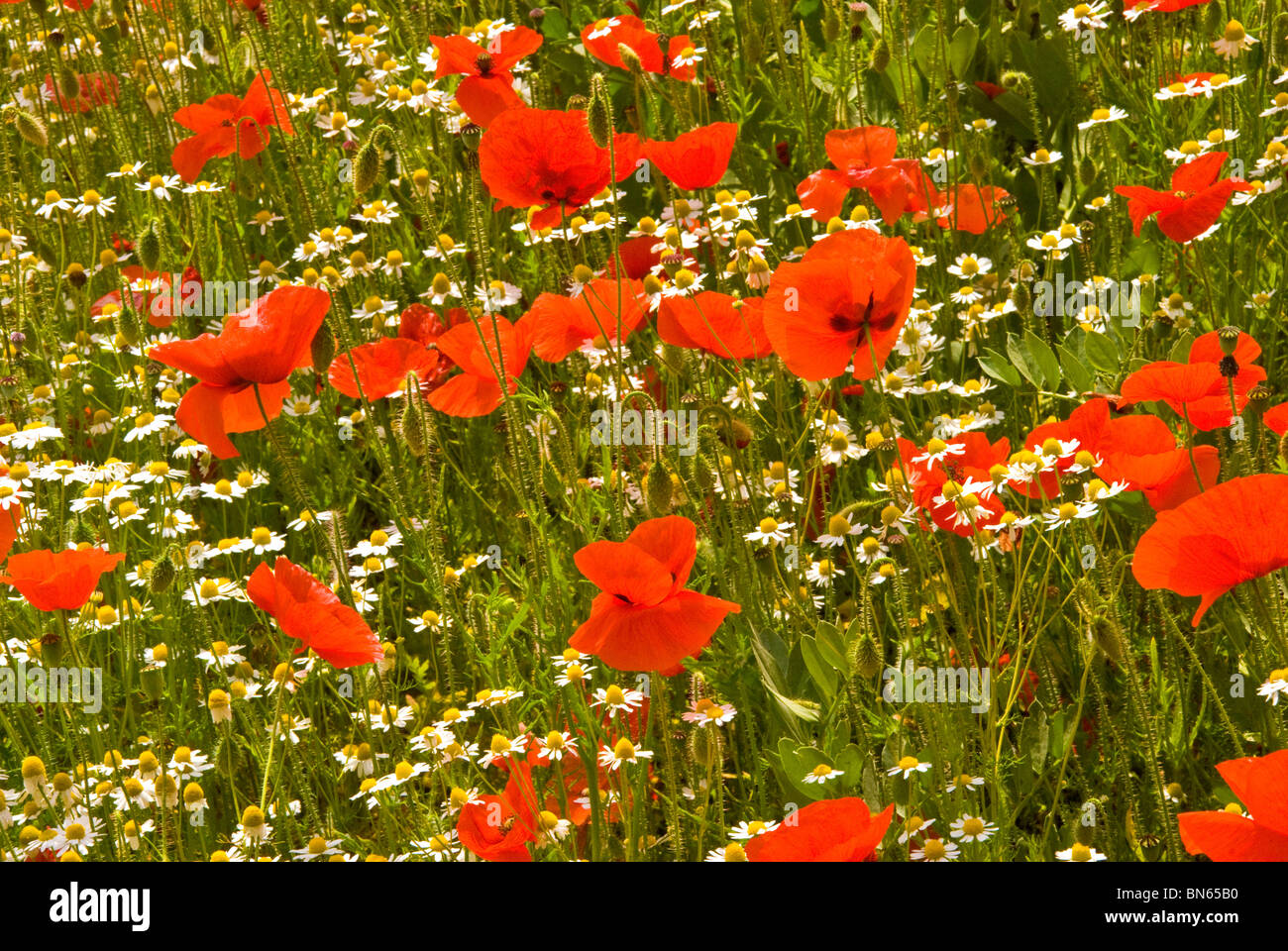 Red poppies and white daisies Stock Photo Alamy