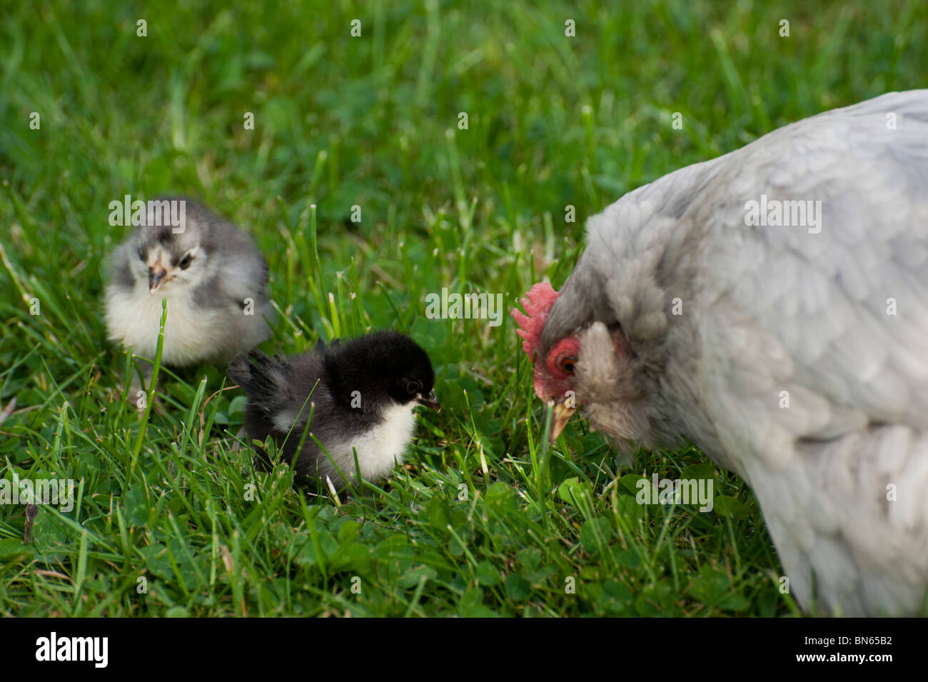 A light grey pekin bantam hen with two bantam chicks on a green lawn Stock Photo Alamy