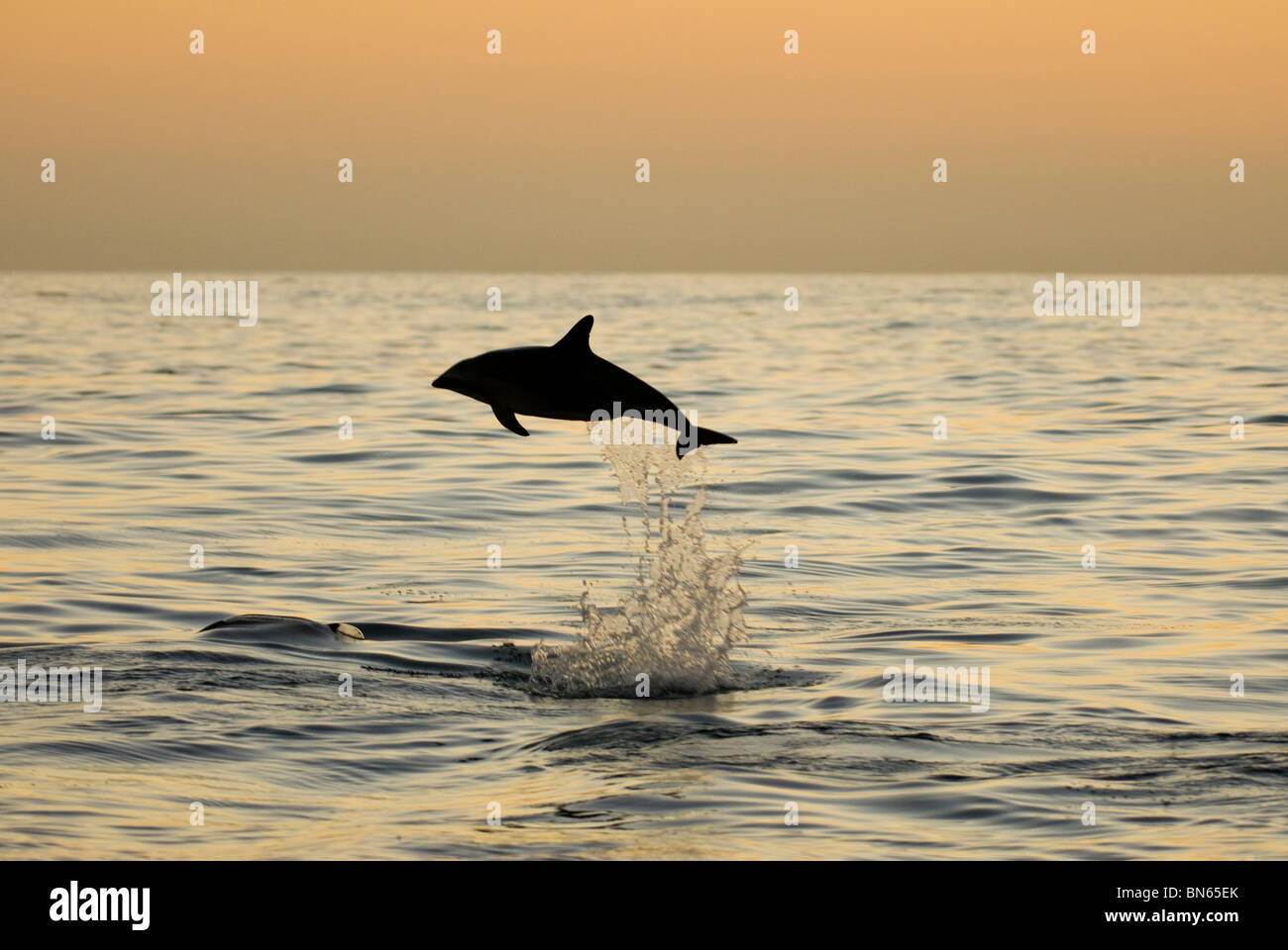 Dusky Dolphin Lagenorhynchus obscurus jumping Stock Photo