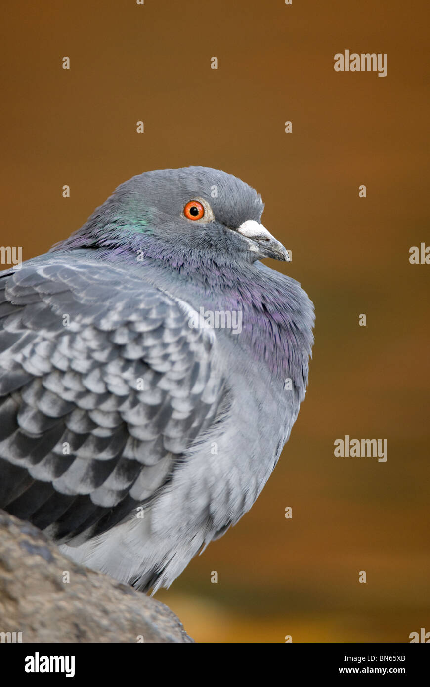 Feral Pigeon  columba livia Stock Photo