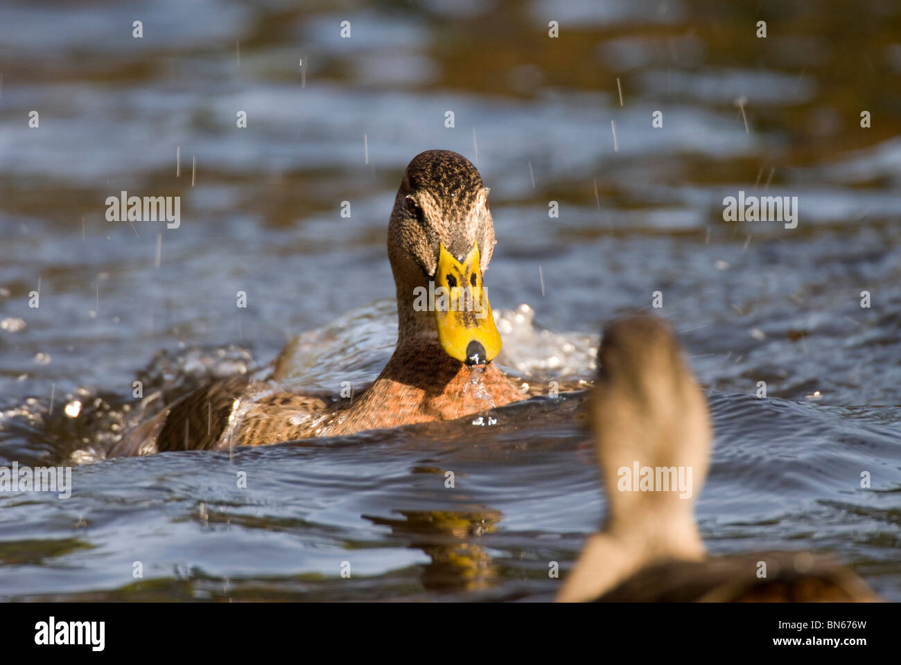 Fighting Male Mallards Anas platyrhynchos Stock Photo