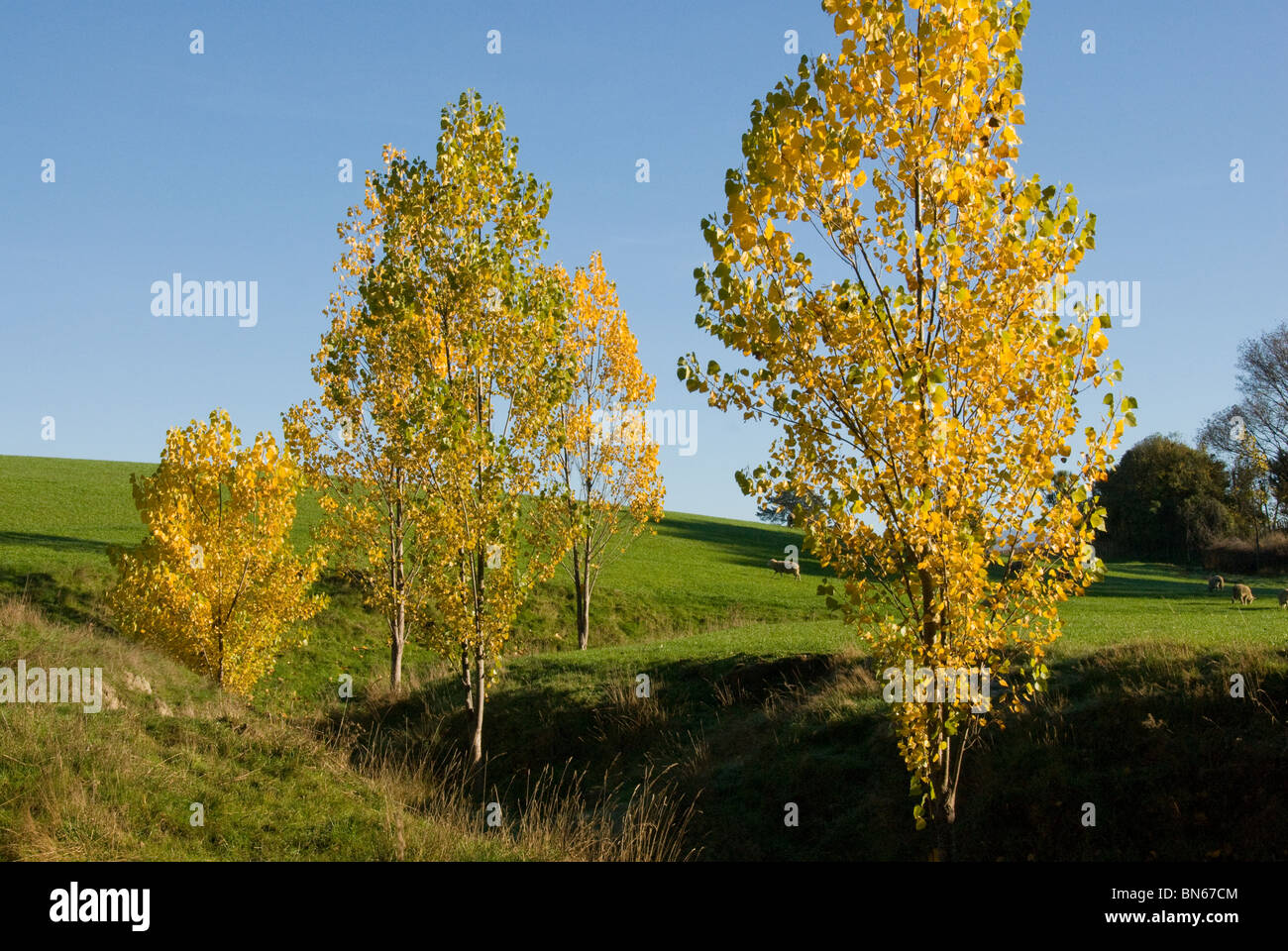 Poplar trees leaves hires stock photography and images Alamy