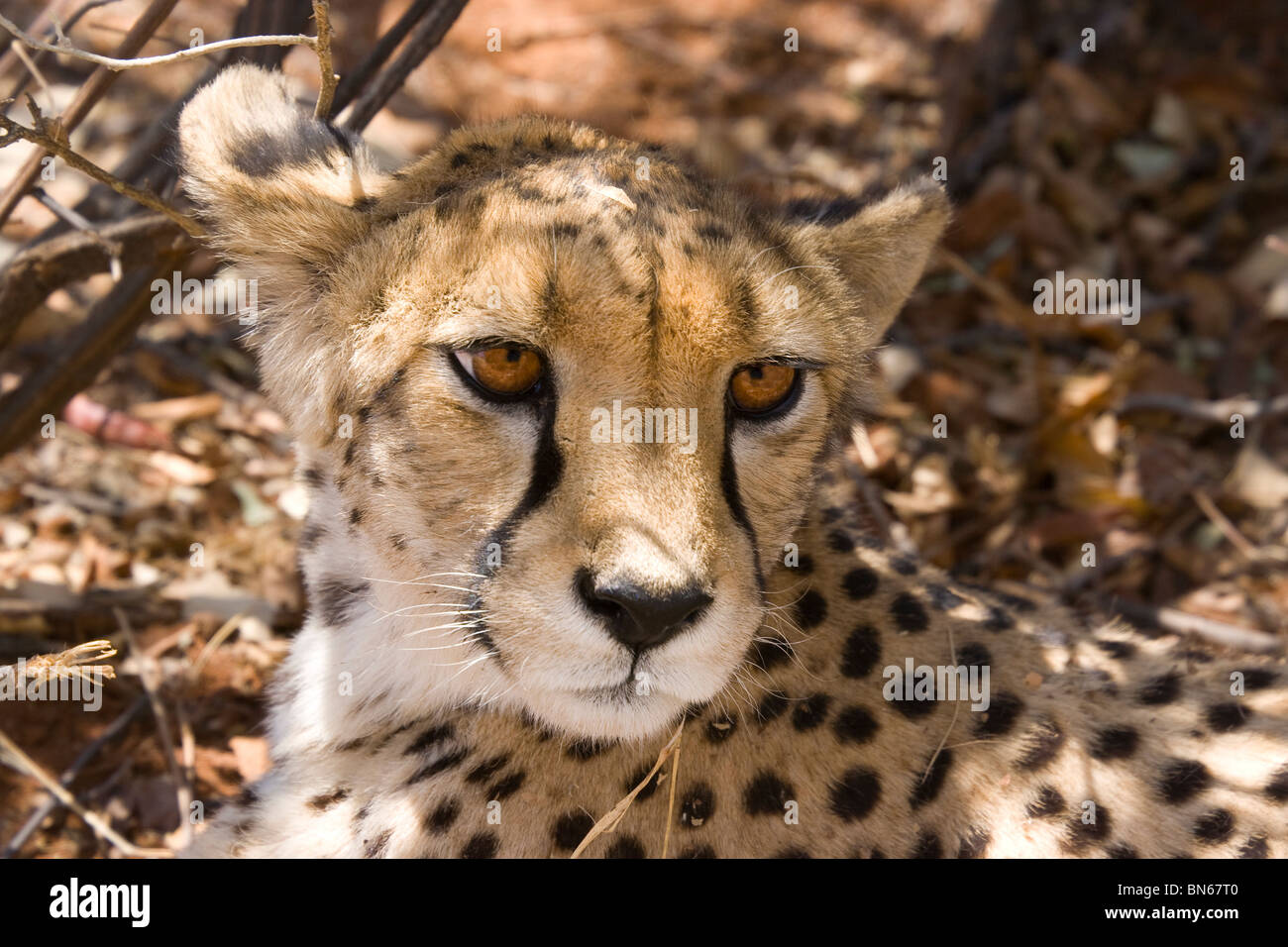 Cheetah looks out from under a bush Stock Photo