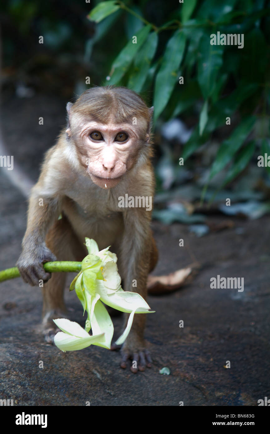 Monkey with lotus flower Stock Photo Alamy